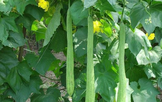 絲瓜種植時間是什么時候?絲瓜最佳種植時間