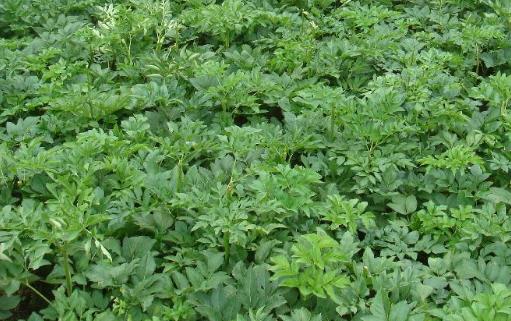 白芷種植時間是什么時候?白芷最佳種植時間