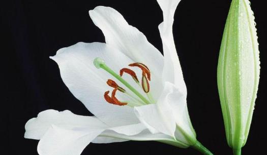 百合花的花期是什么時候 百合花什么時候開花