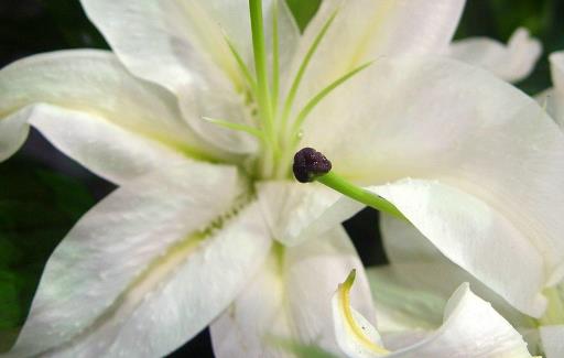 百合花的花期是什么時候 百合花什么時候開花