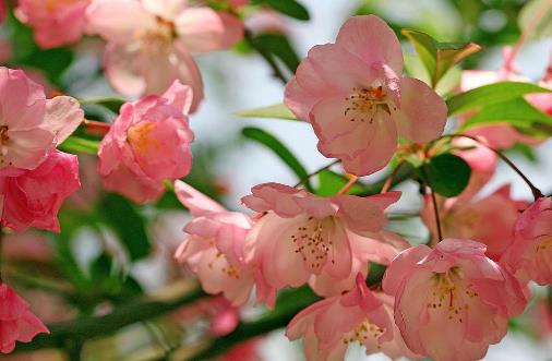 海棠花開花時(shí)間是什么時(shí)候?海棠花開花季節(jié)