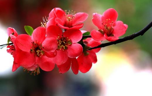 海棠花開花時(shí)間是什么時(shí)候?海棠花開花季節(jié)