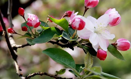 海棠花開花時(shí)間是什么時(shí)候?海棠花開花季節(jié)