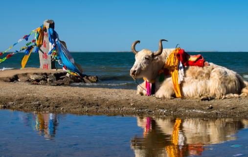 青海湖最佳旅游時間 什么季節適合去青海湖旅游?