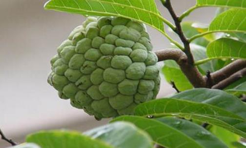 釋迦果什么季節成熟 釋迦果吃了有什么好處