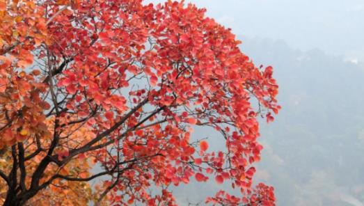 北京香山的紅葉什么時(shí)候最紅 香山紅葉幾月份好看