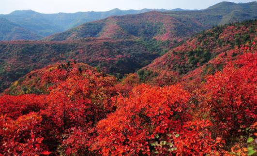 北京香山的紅葉什么時(shí)候最紅 香山紅葉幾月份好看