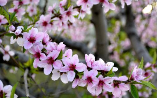 2018無錫蠡園桃花什么時候開 無錫蠡園桃花開花季節
