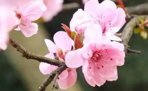 2018無錫惠山古鎮新春花卉展什么時候開始 2018無錫賞花時間表