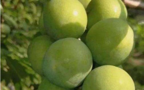 南華李什么時(shí)候成熟 南華李成熟季節(jié)