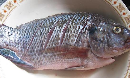 鯽魚什么時(shí)候有籽 鯽魚幾月有籽
