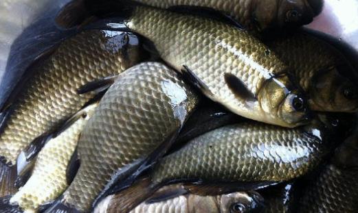 鯽魚什么時(shí)候有籽 鯽魚幾月有籽
