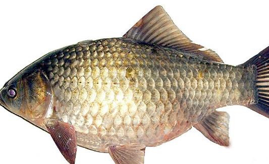 鯽魚什么時(shí)候有籽 鯽魚幾月有籽