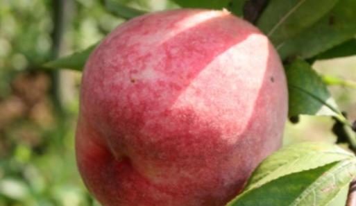 紅不軟桃?guī)自路莩墒欤考t不軟桃什么時候成熟