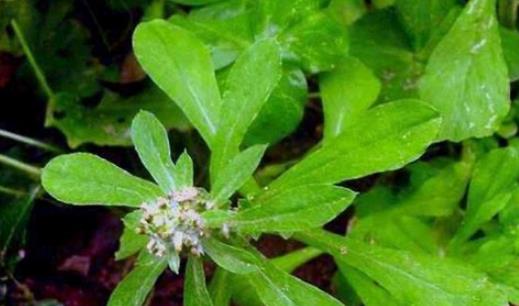 清明菜什么時(shí)候有?清明菜什么時(shí)候吃?