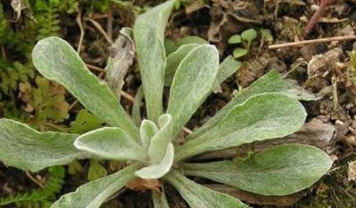 清明菜什么時(shí)候有?清明菜什么時(shí)候吃?