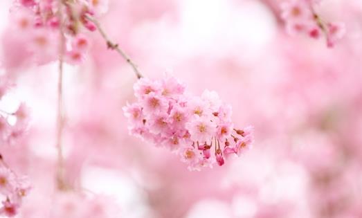 櫻花一般什么時候開?櫻花一般幾月份開?