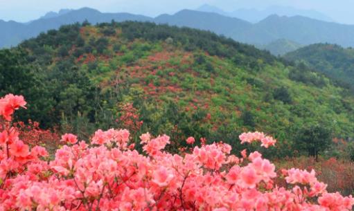 平谷桃花花期是什么時(shí)候 平谷桃花花期