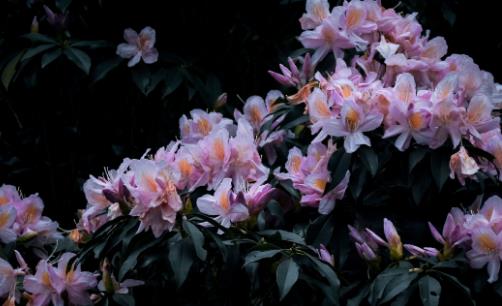 平谷桃花花期是什么時(shí)候 平谷桃花花期