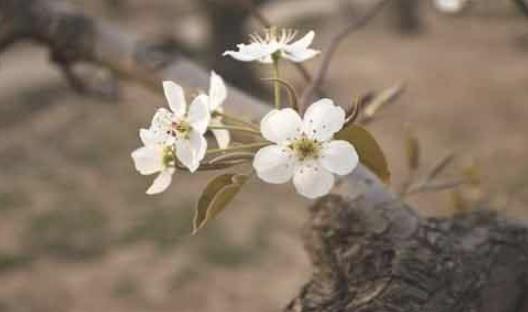 河北趙縣梨花節什么時候去最合適 河北趙縣梨花最佳觀賞時間