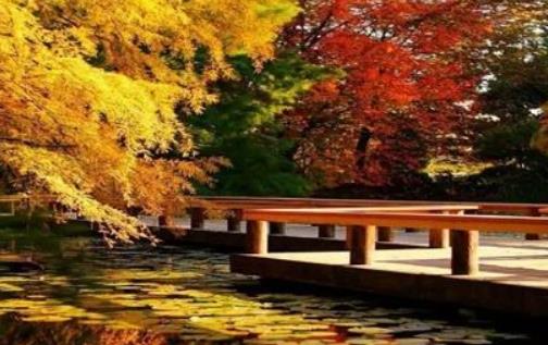 溫哥華楓葉什么時(shí)候紅 溫哥華楓葉開(kāi)始紅的時(shí)期