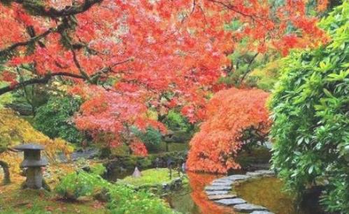 溫哥華楓葉什么時(shí)候紅 溫哥華楓葉開(kāi)始紅的時(shí)期
