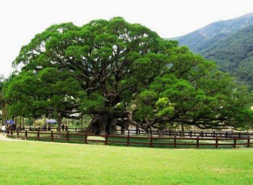 中國(guó)十大千年古樹排行榜,黃帝軒轅柏有5000年歷史!