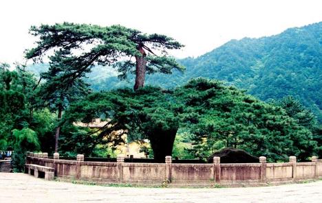 中國(guó)十大千年古樹(shù)排行榜,軒轅柏被稱(chēng)為世界柏樹(shù)之父