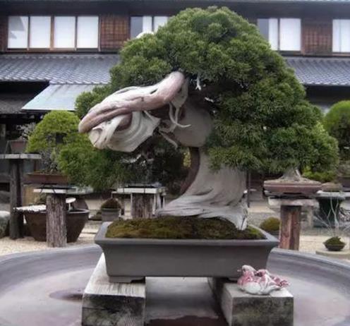 世界十大金獎(jiǎng)盆景排行榜,中國黃雀梅盆景位列第五