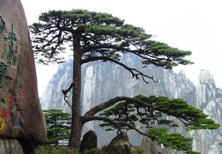中國(guó)十大千年古樹(shù)排行榜,軒轅柏被稱(chēng)為世界柏樹(shù)之父