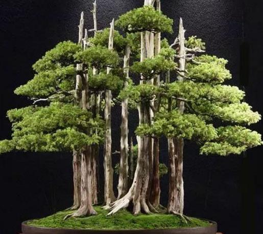 世界十大金獎(jiǎng)盆景排行榜,中國黃雀梅盆景位列第五