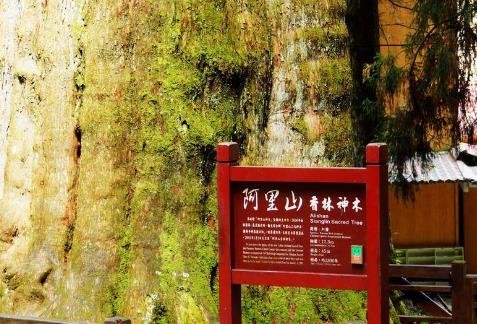 中國(guó)十大千年古樹(shù)排行榜,軒轅柏被稱(chēng)為世界柏樹(shù)之父