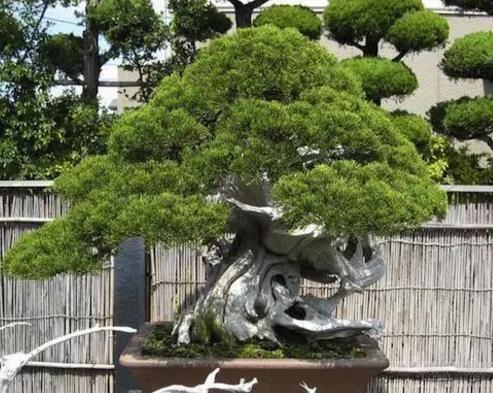 世界十大金獎(jiǎng)盆景排行榜,中國黃雀梅盆景位列第五