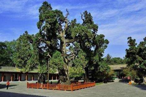 中國(guó)十大千年古樹(shù)排行榜,軒轅柏被稱(chēng)為世界柏樹(shù)之父