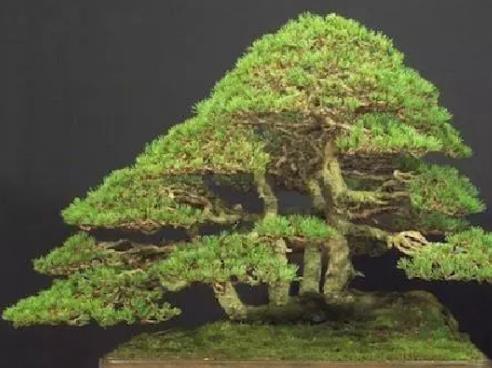 世界十大金獎(jiǎng)盆景排行榜,中國黃雀梅盆景位列第五