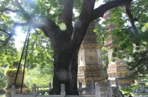 中國(guó)十大千年古樹(shù)排行榜,軒轅柏被稱(chēng)為世界柏樹(shù)之父