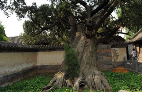 中國(guó)十大千年古樹(shù)排行榜,軒轅柏被稱(chēng)為世界柏樹(shù)之父