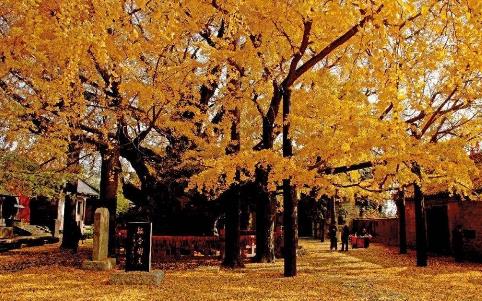 中國(guó)十大千年古樹(shù)排行榜,軒轅柏被稱(chēng)為世界柏樹(shù)之父