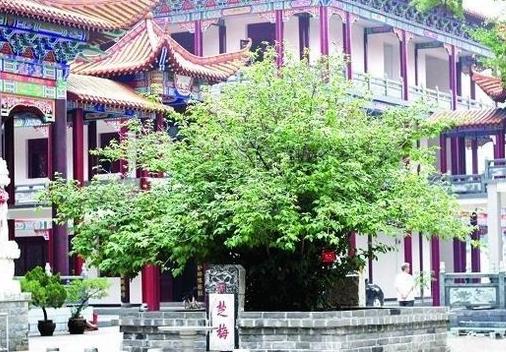 中國(guó)十大千年古樹(shù)排行榜,軒轅柏被稱(chēng)為世界柏樹(shù)之父