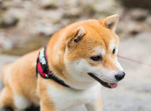 世界十大最干凈的寵物狗排名,柴犬、墨西哥無毛犬都很適合飼養