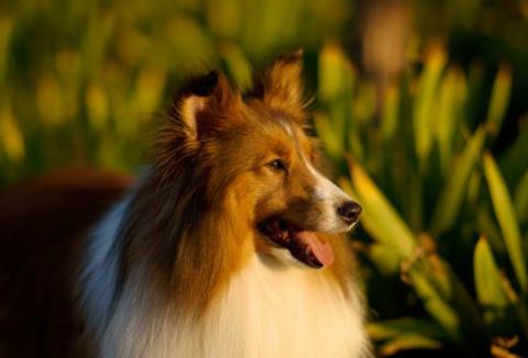 世界十大最好訓練的狗排名,英國史賓格犬是獵人理想的伴侶