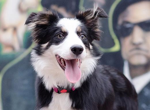 世界十大最好訓練的狗排名,英國史賓格犬是獵人理想的伴侶