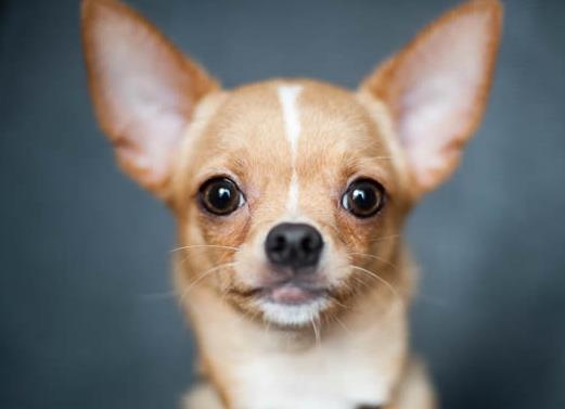 世界十大最長壽的寵物狗排名,吉娃娃、貴賓犬的壽命都很長
