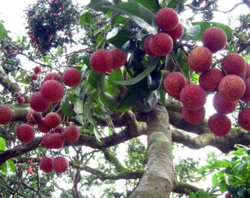 十大補(bǔ)腎水果排名,桑葚、獼猴桃對(duì)腎虛很有用