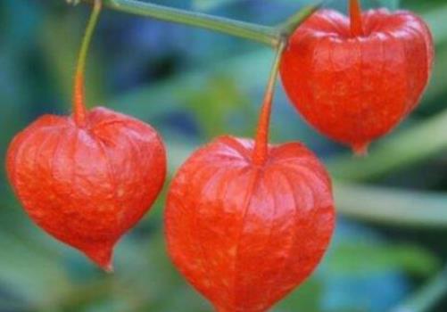 十大補(bǔ)腎水果排名,桑葚、獼猴桃對(duì)腎虛很有用