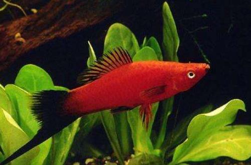 十種適合家養的魚排名,琉金金魚抗病力強,泰國斗魚可單獨喂養