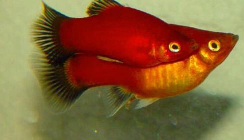 十種適合家養的魚排名,琉金金魚抗病力強,泰國斗魚可單獨喂養
