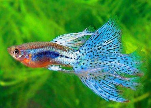 十種適合家養的魚排名,琉金金魚抗病力強,泰國斗魚可單獨喂養