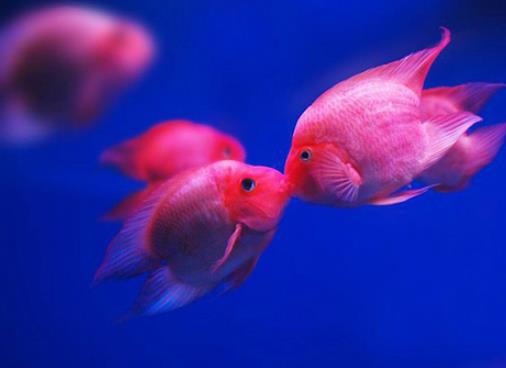 十種適合家養的魚排名,琉金金魚抗病力強,泰國斗魚可單獨喂養