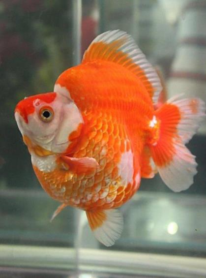 十種適合家養的魚排名,琉金金魚抗病力強,泰國斗魚可單獨喂養
